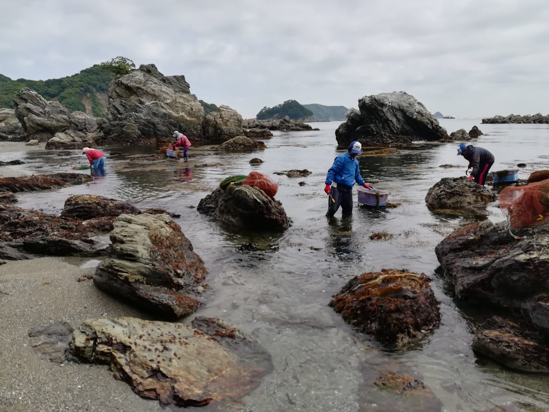 岩が多い海の浅瀬でヒジキを刈る人々。岩の上にはヒジキの入った網袋がある。