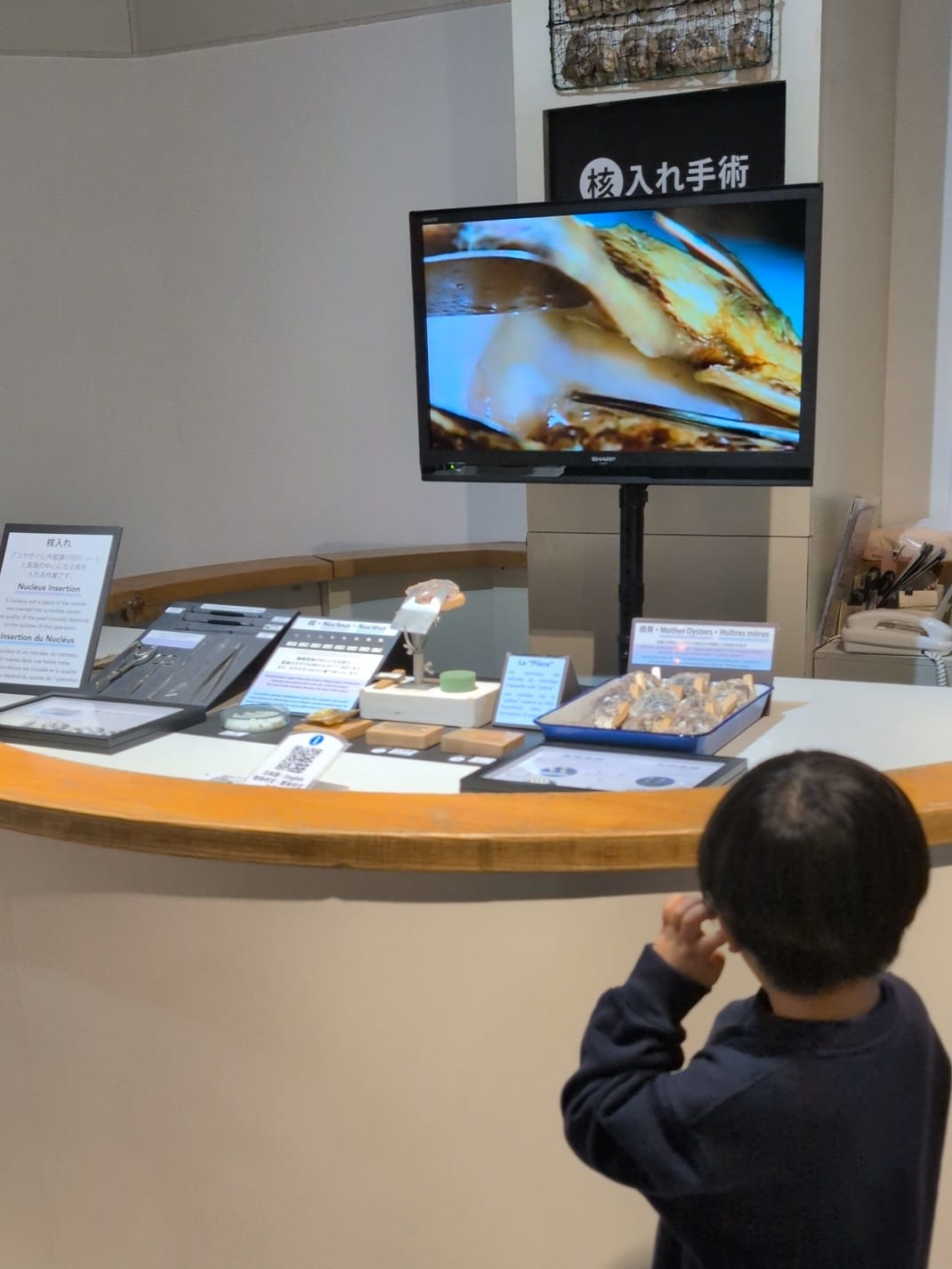 真珠の核入れの説明動画を見る子どもの後ろ姿